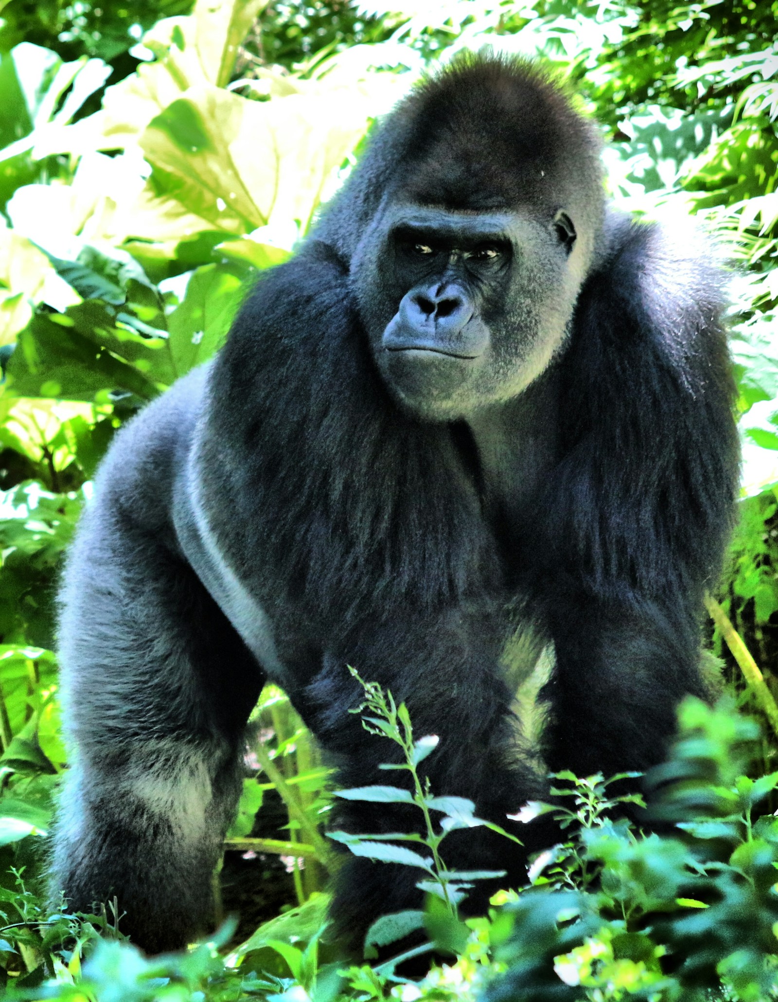 Gorillas & Safari Luxury