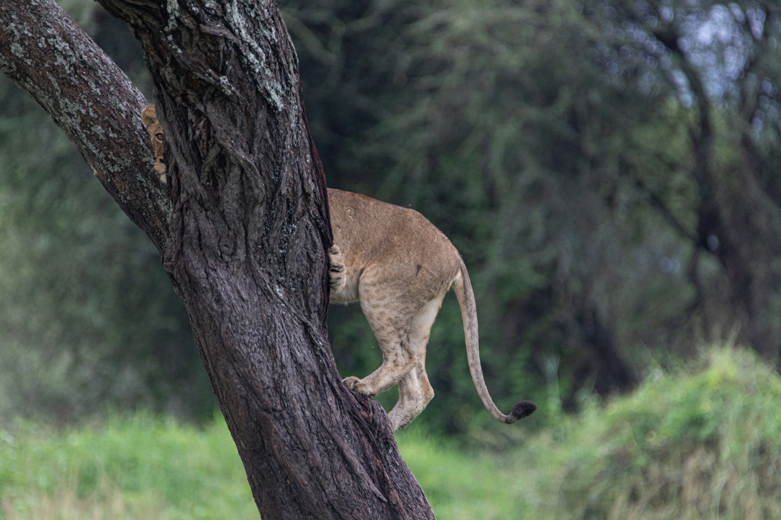 Queen Elizabeth & Ishasha Wilderness