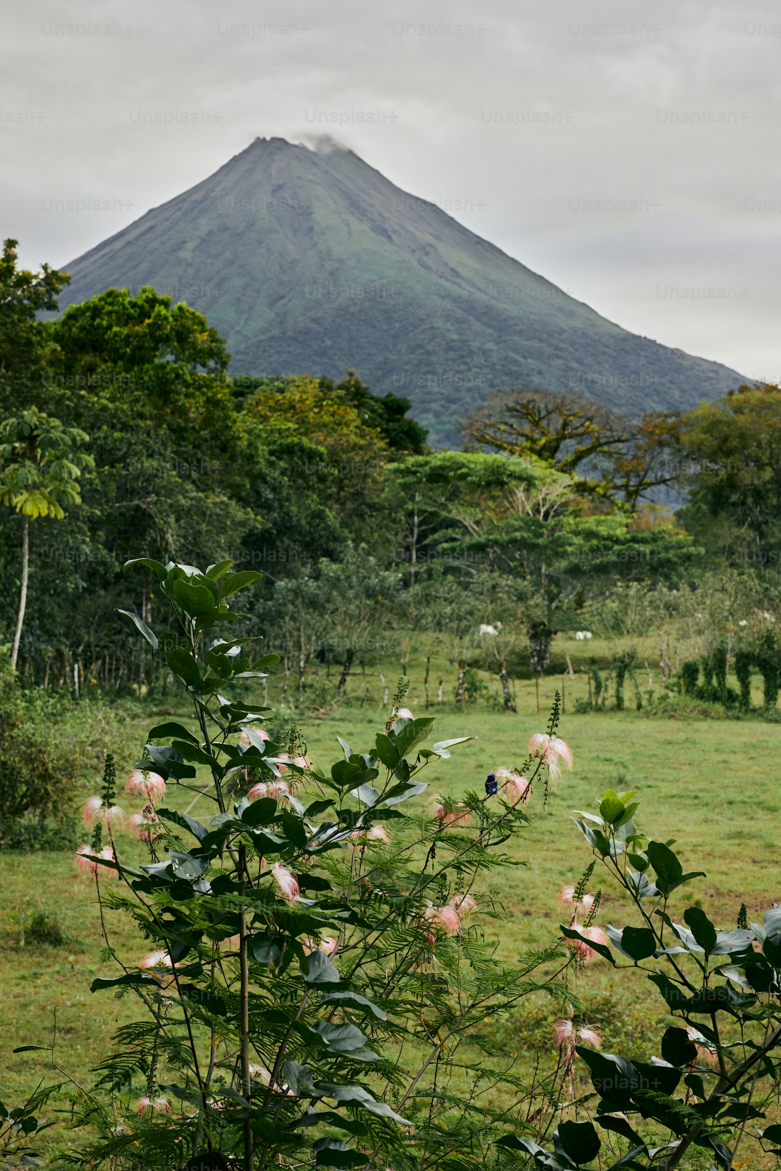 Rwenzori Peaks & Primates