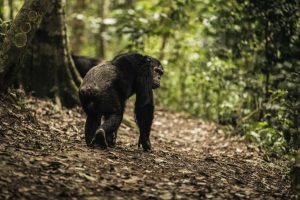 Chimpanzee in Kibale Forest National Park