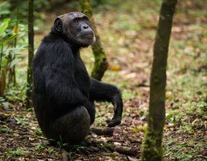 Chimpanzees in Kibale Forest National Park (2)