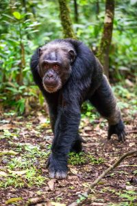 Chimpanzees in Kibale Forest National Park (3)