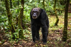 Chimpanzees in Kibale Forest National Park (4)