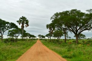 Game Track in Murchison National Park