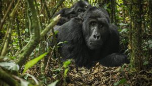 Glooming Gorillas in Volcanoes National Park