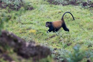Golden Monkey in Volcanoes National Park (4)
