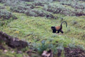 Golden Monkey in Volcanoes National Park (5)