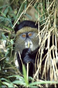 Golden Monkey in Volcanoes National Park (9)