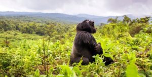 Gorilla in Volcanoes National Park