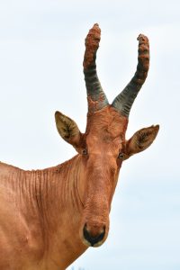 Hartebeest in Murchison National Park