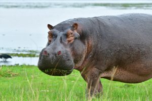 Hipo in Murchison National Park