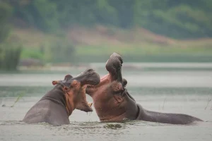 Hippos fighting in Kazinga Channel