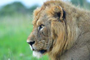 Lion in Murchison National Park (3)