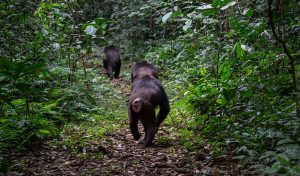 Walking Chimpanzees in Kibale Forest National Park