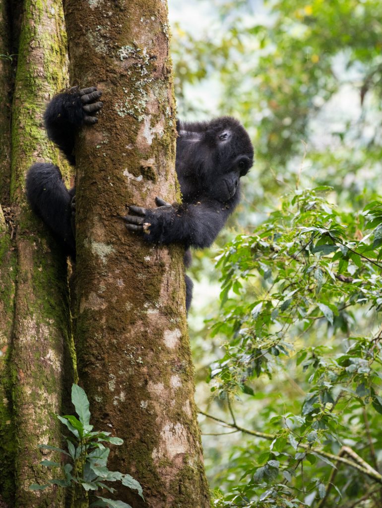 Uganda vs Rwanda Gorilla Trekking: Which Destination Offers the Best Experience for Your Safari?