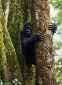 Gorilla Trekking Tours in Uganda & Rwanda (2026): Permits, Costs, Best Parks & Expert Planning Guide