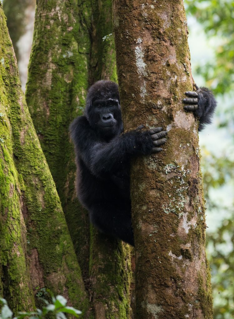 Gorilla Trekking Tours in Uganda & Rwanda (2026): Permits, Costs, Best Parks & Expert Planning Guide