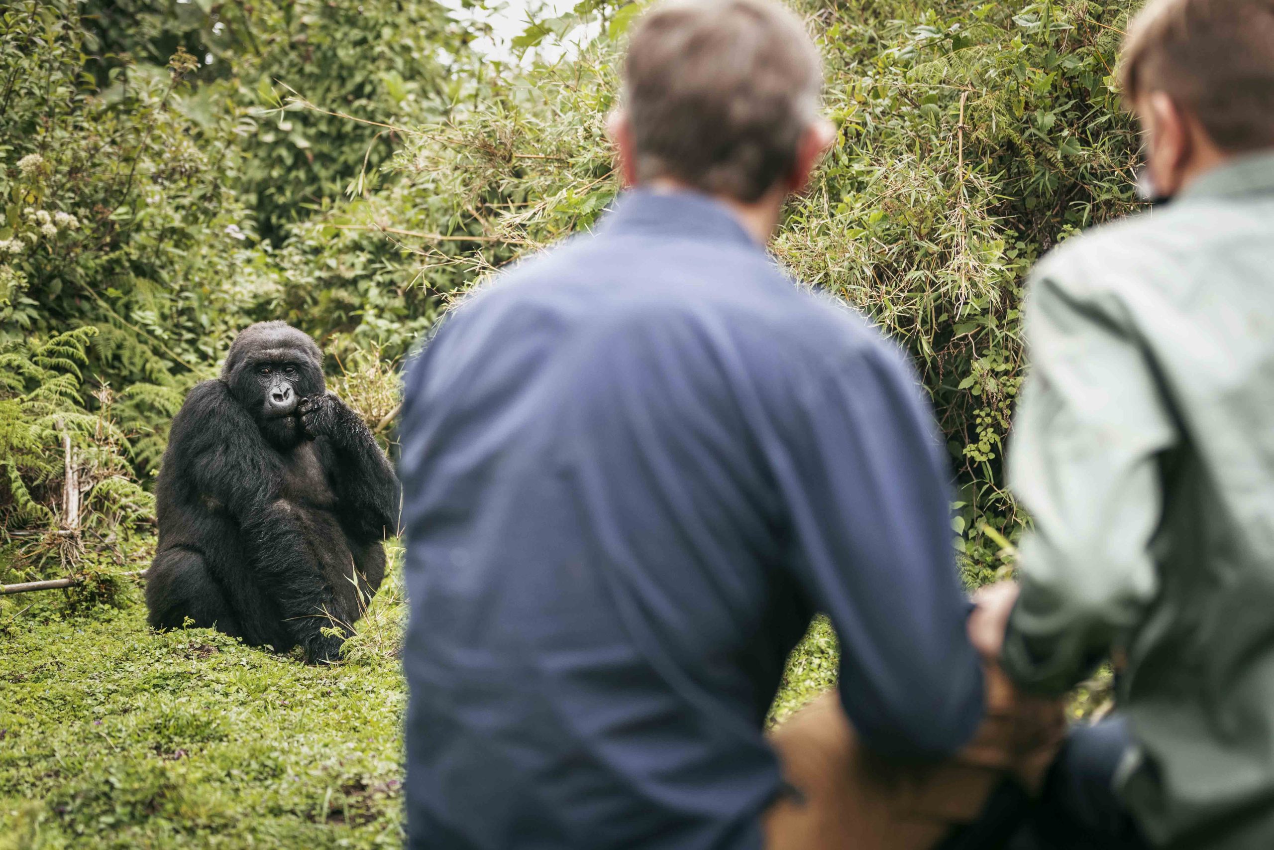 Gorilla Trekking Experience and Terrain