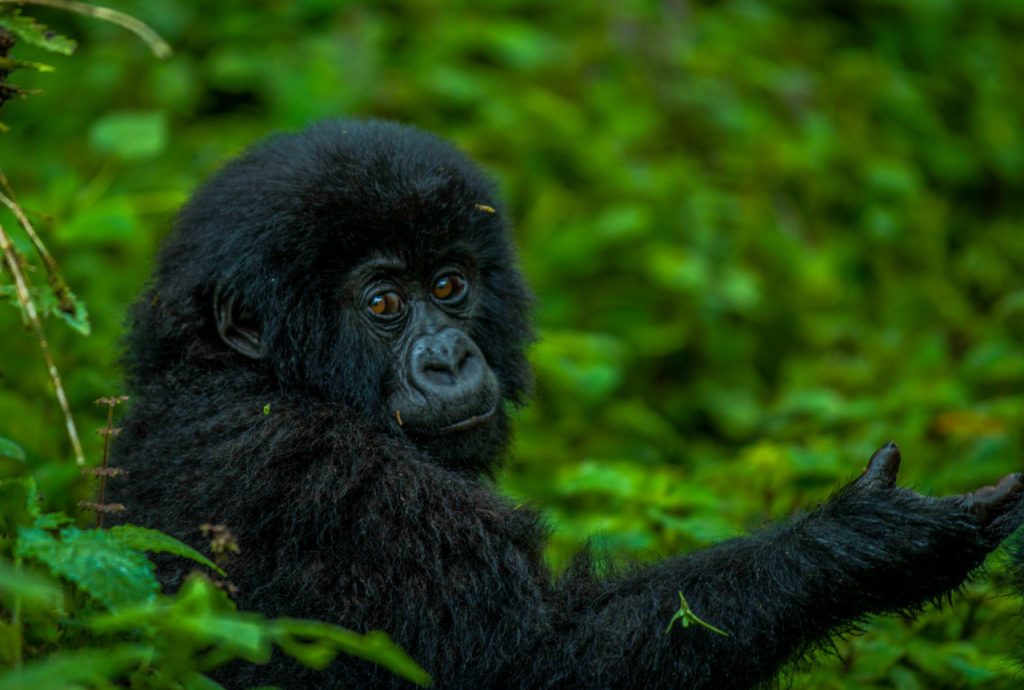 9-Day Rwanda Adventure Safari