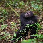 2026: An Insider Planning Guide to Uganda’s Primate Heartbeat