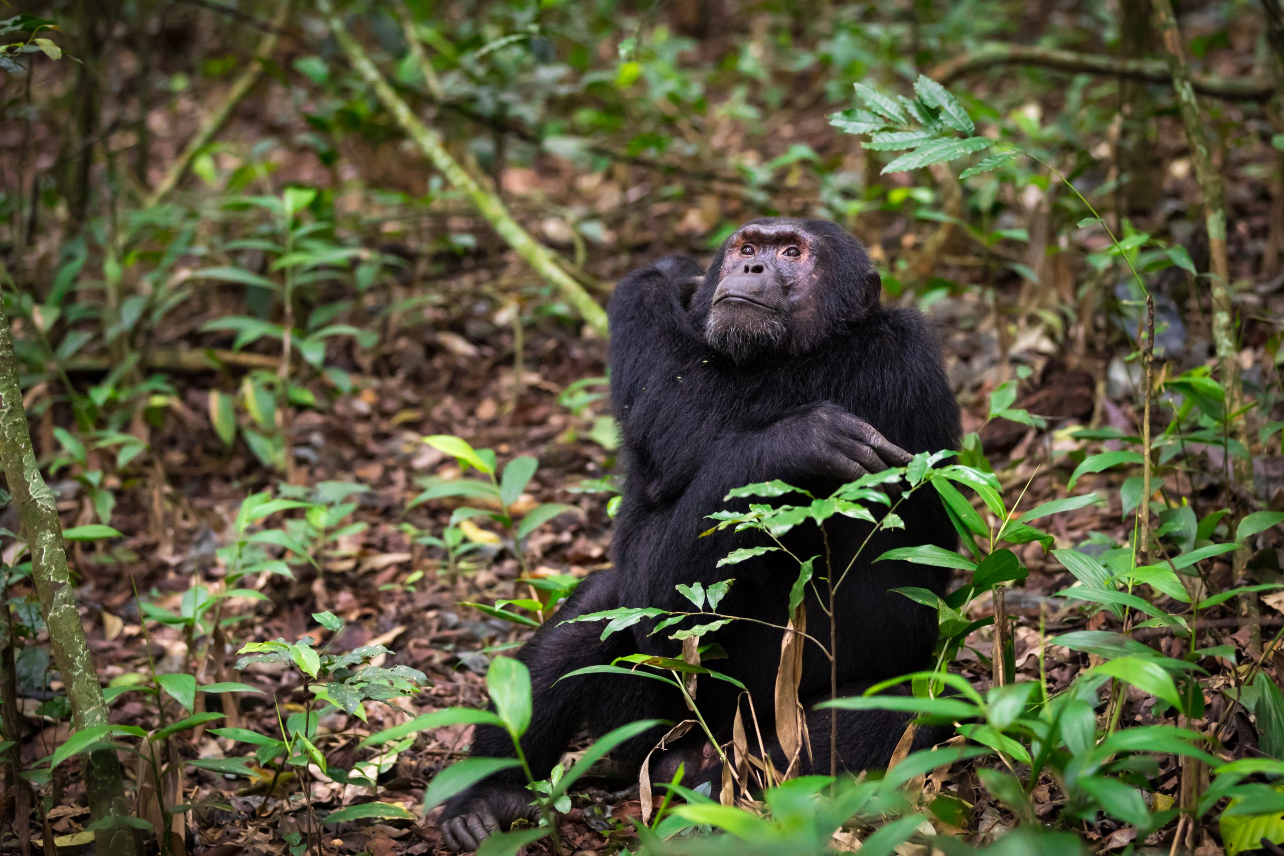 Day 3: Day 3: Chimpanzee Tracking & Transfer to Queen Elizabeth National Park