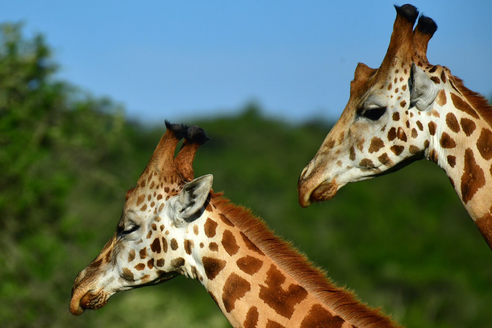 Lake Mburo National Park