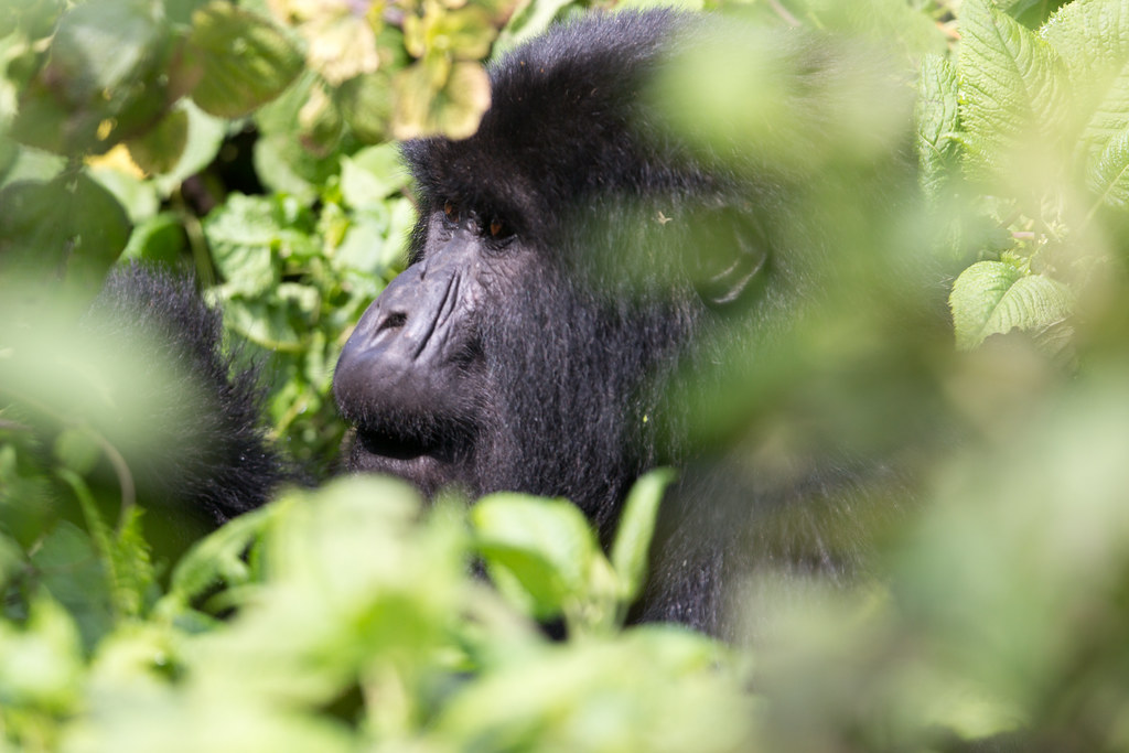 Volcanoes National park