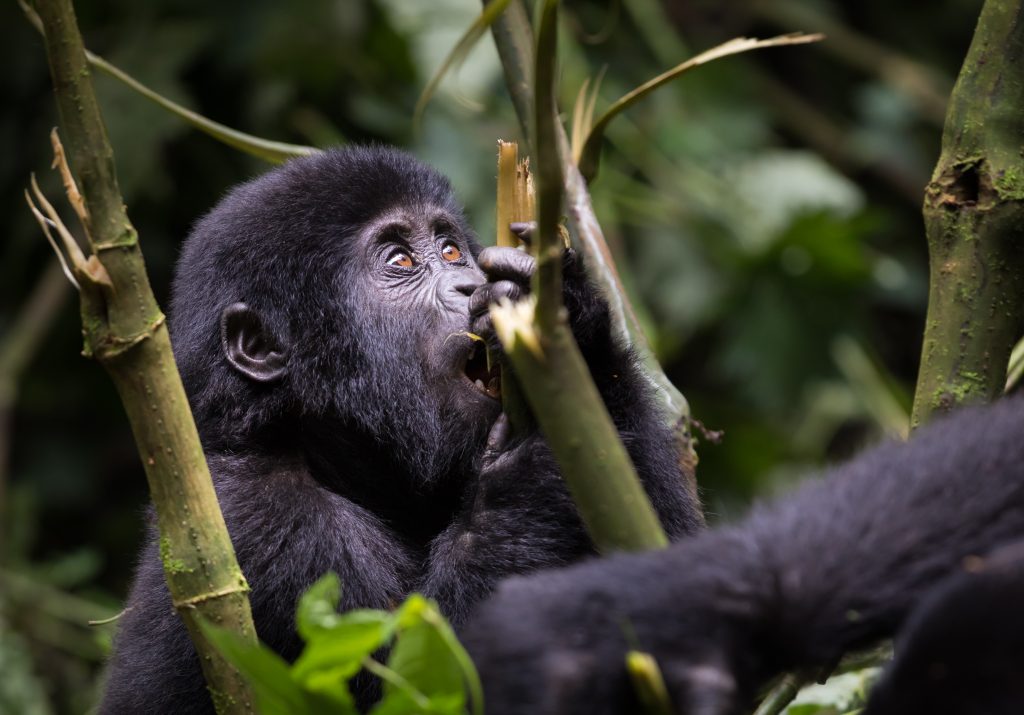 4-Day Uganda Gorilla Trekking Tour Experience