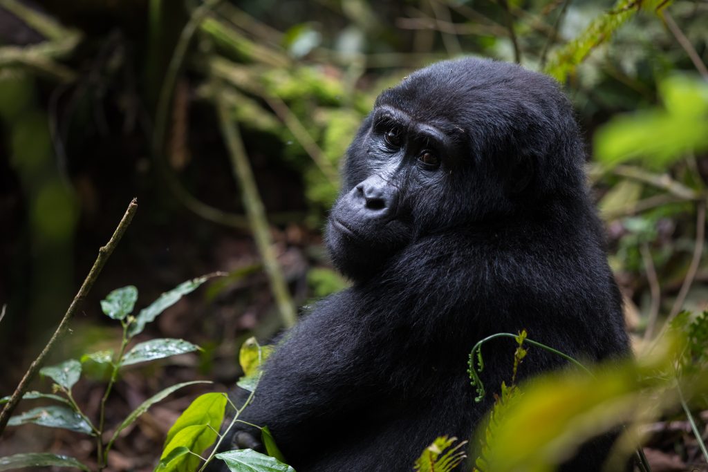 5-Day Uganda Gorilla Trekking Tour