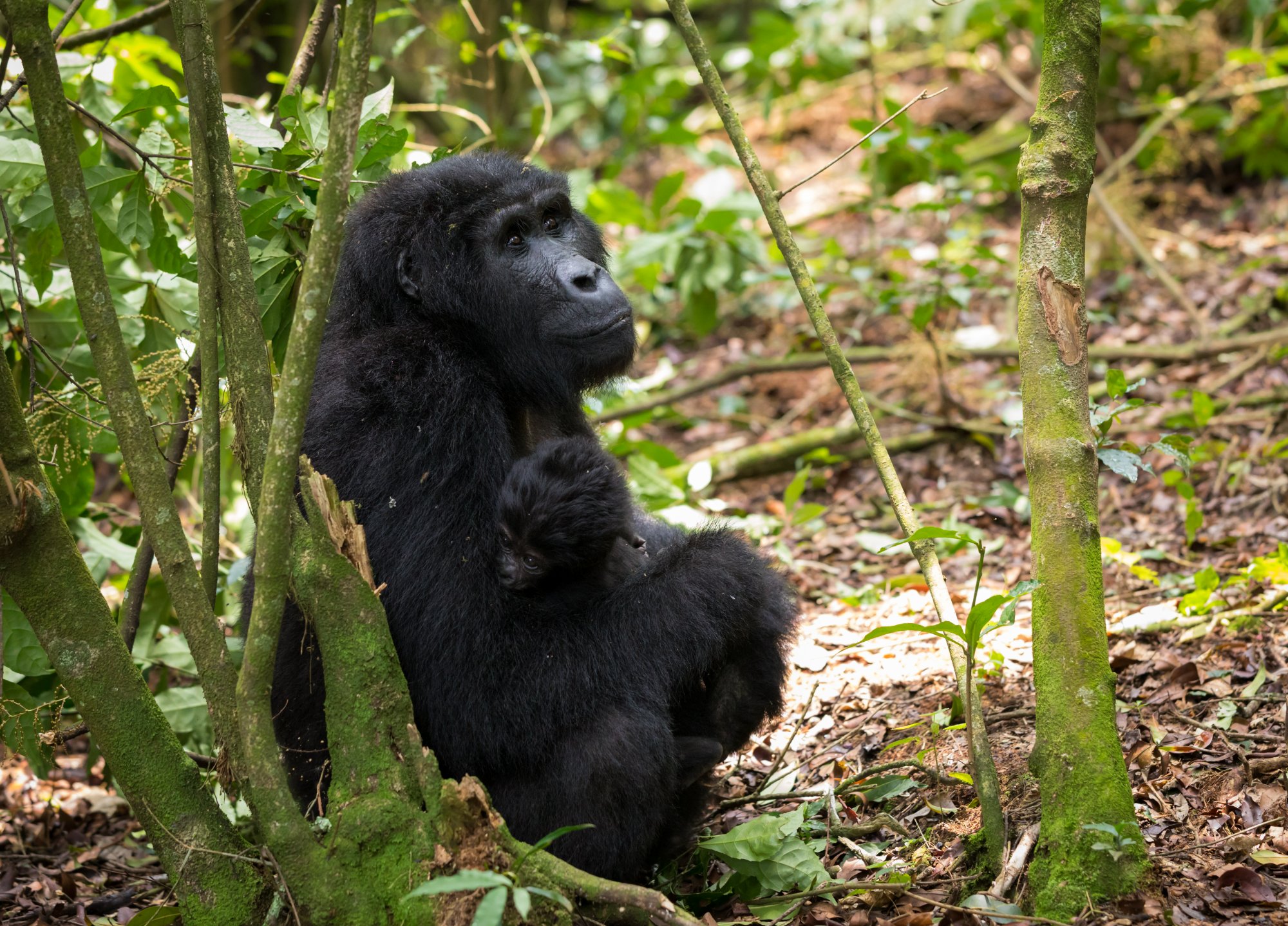 Bwindi Impenetrable Forest National Park