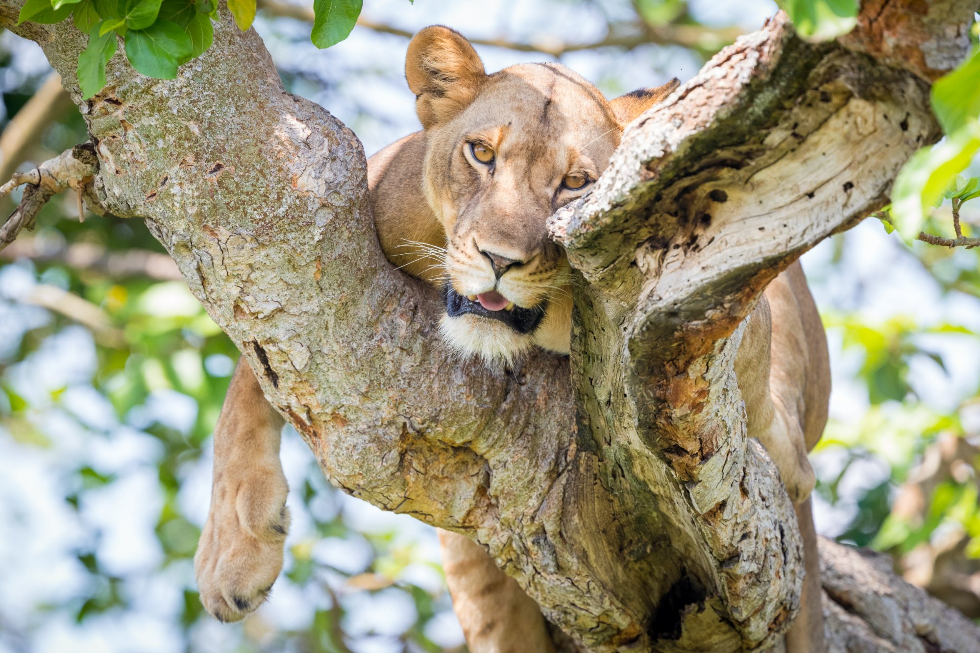 Queen Elizabeth National Park