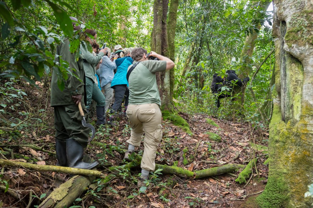 Navigating the Mist: Your 2026 Expert Briefing on Uganda vs. Rwanda for Gorilla Encounters