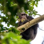 2026 Field Guide: Deciphering the Dynamics of Chimpanzee Encounters in Kibale