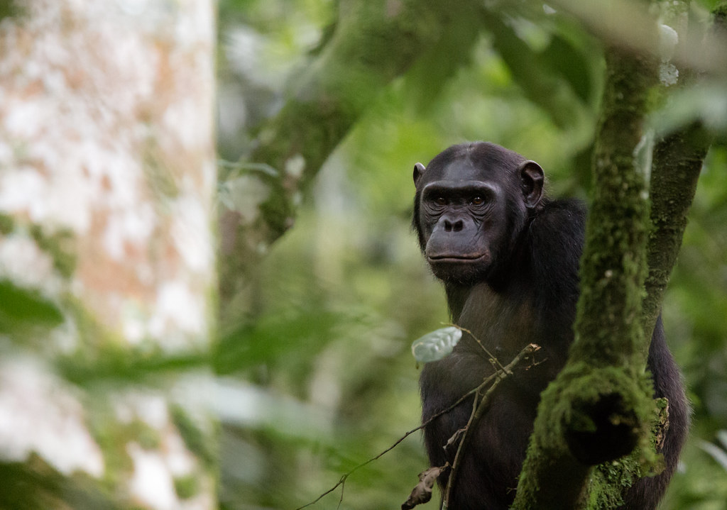Nyungwe Forest National Park