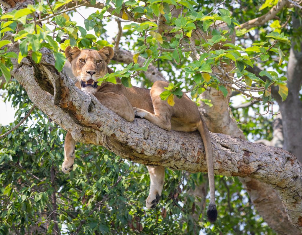 2026 Safari Intelligence: Unveiling Uganda’s Unrivaled Tapestry of Wildlife