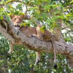 2026 Safari Intelligence: Unveiling Uganda’s Unrivaled Tapestry of Wildlife