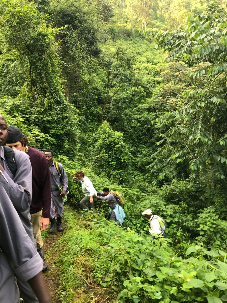 The Deep Forest Calls: A 2026 Field Guide to Authentic Gorilla Encounters in Uganda’s Impenetrable Realm