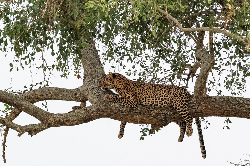 Day 3: Day 3: Game Drive & Nile Boat Safari - Classic Wildlife Experience