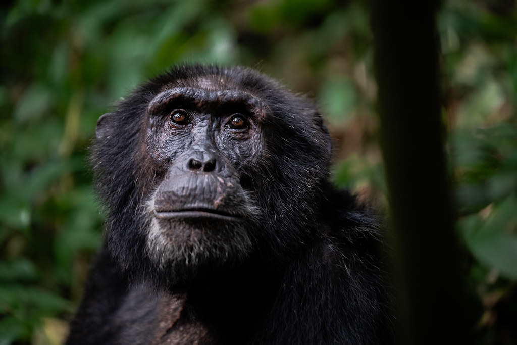 Day 4: Day 4: Transfer to Kibale - Scenic Journey & Cultural Experience