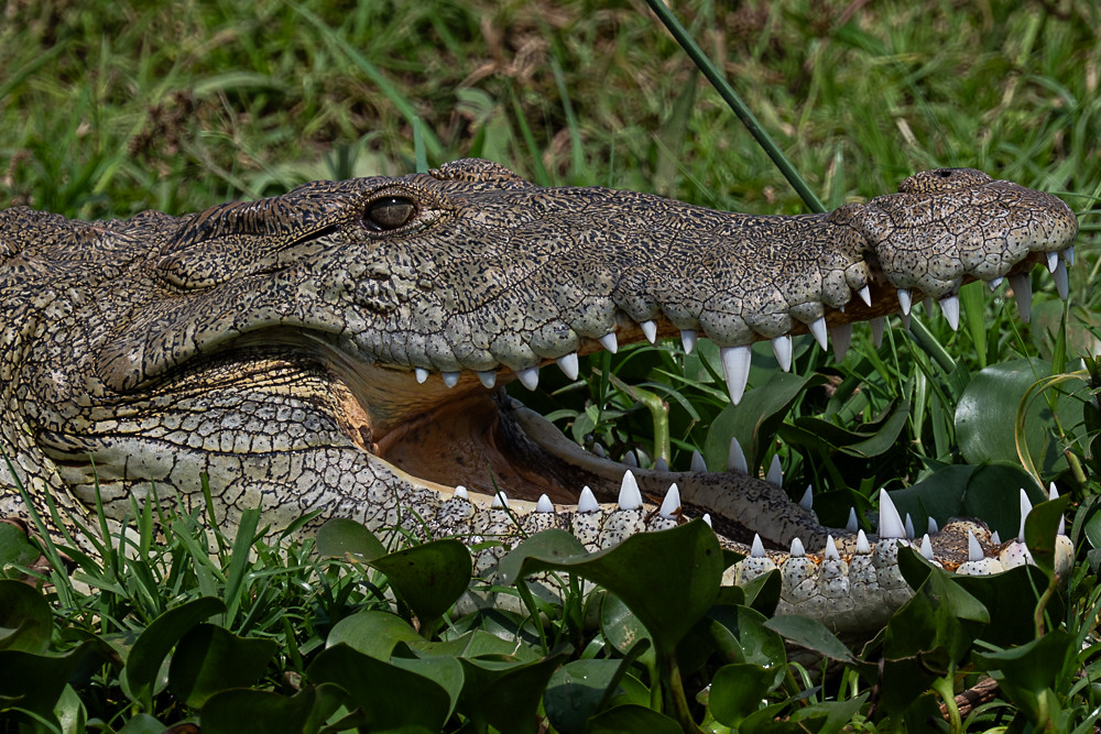 Day 6: Day 6: Game Drive & Kazinga Channel Boat Safari