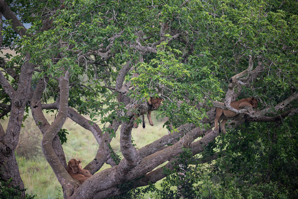 Day 5: Day 5: Chimpanzee Tracking & Transfer to Queen Elizabeth