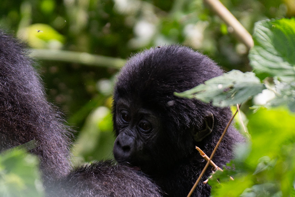 Day 1: Day 1: Kigali to Bwindi - Gorilla Trekking & Return