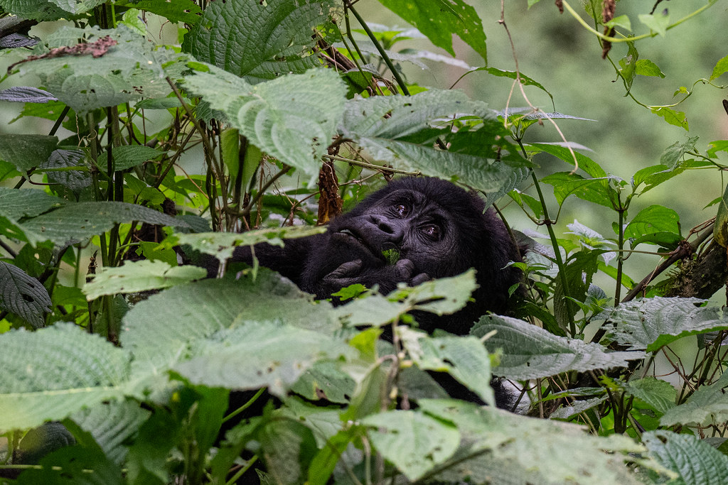 3-Day Bwindi Gorilla Trekking Safari from Kigali