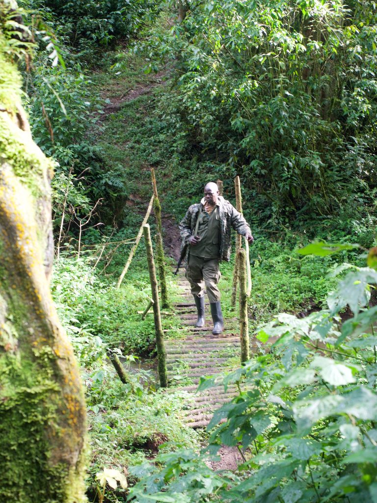 2026 Field Guide: Navigating the Verdant Realm of Mountain Gorillas – Gorilla Trekking Guide