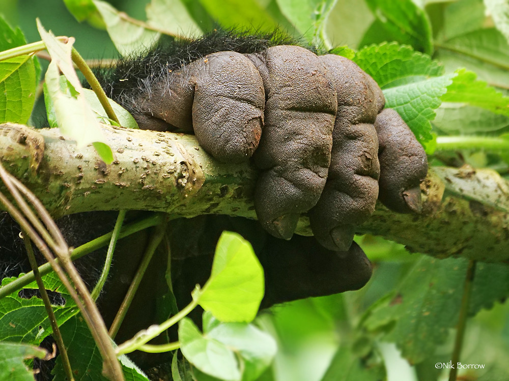 Day 2: Day 2: Life-Changing Gorilla Trekking & Batwa Cultural Encounter