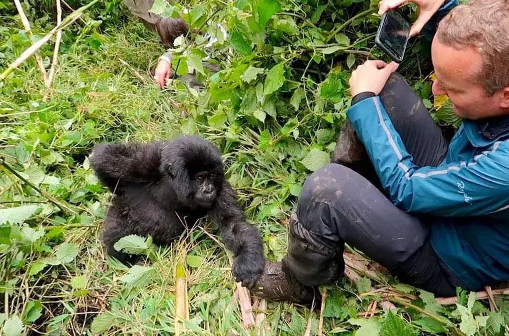 Day 4: Day 4: Gorilla Habituation - Extended Encounter in Bwindi