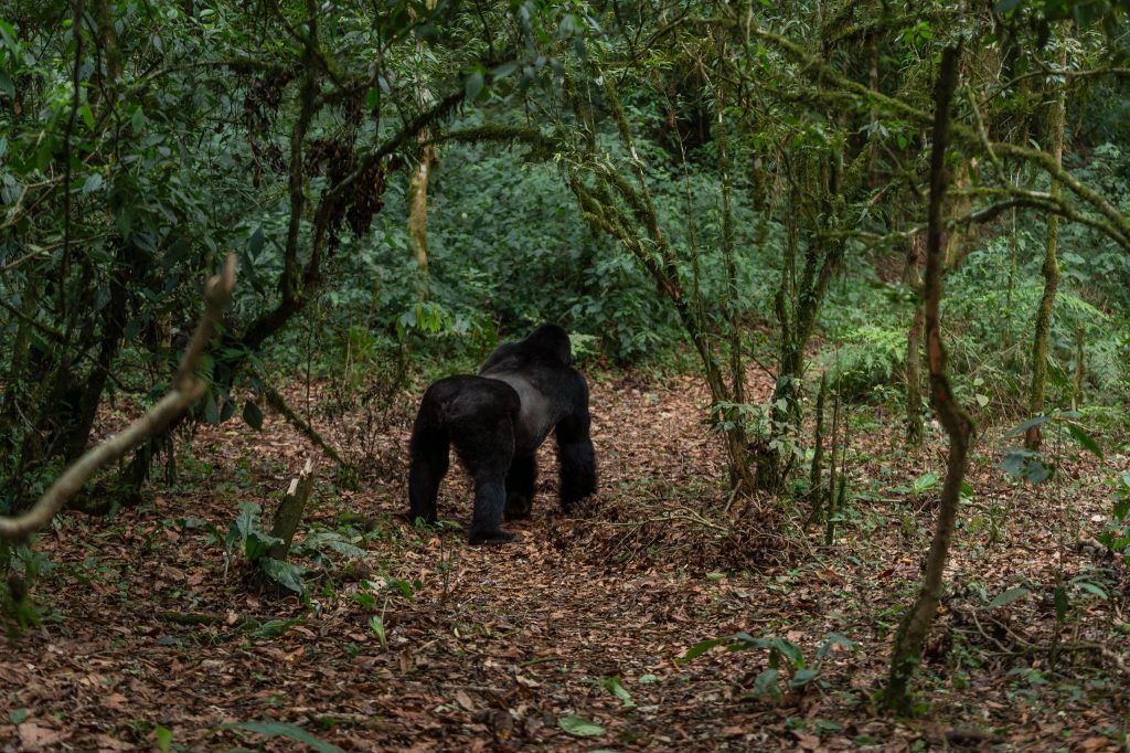 2026 Field Guide: Deciphering the Deep Forest for Gorilla Encounters