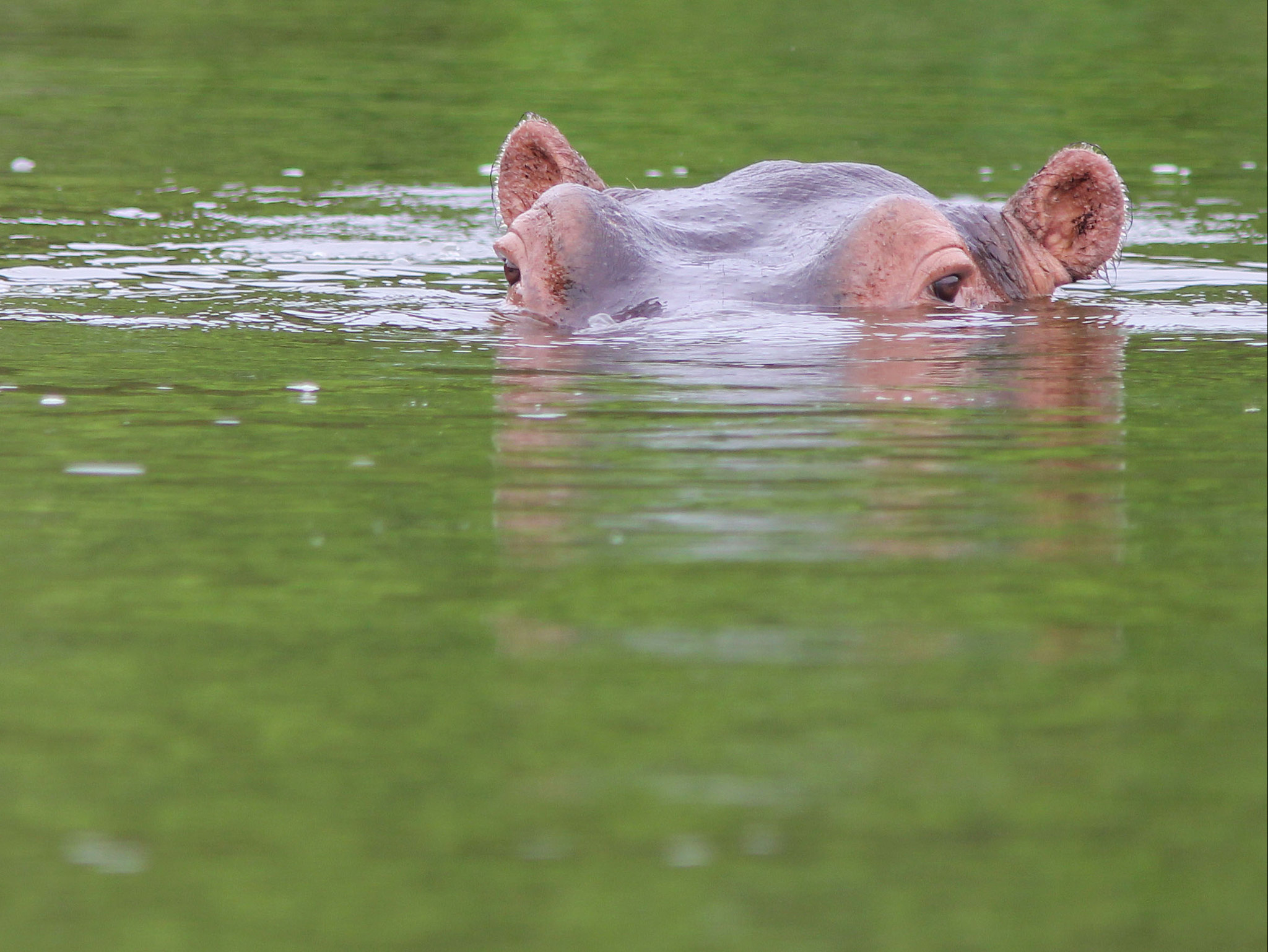 Day 9: Day 9: Transfer to Lake Mburo - Walking Safari Experience