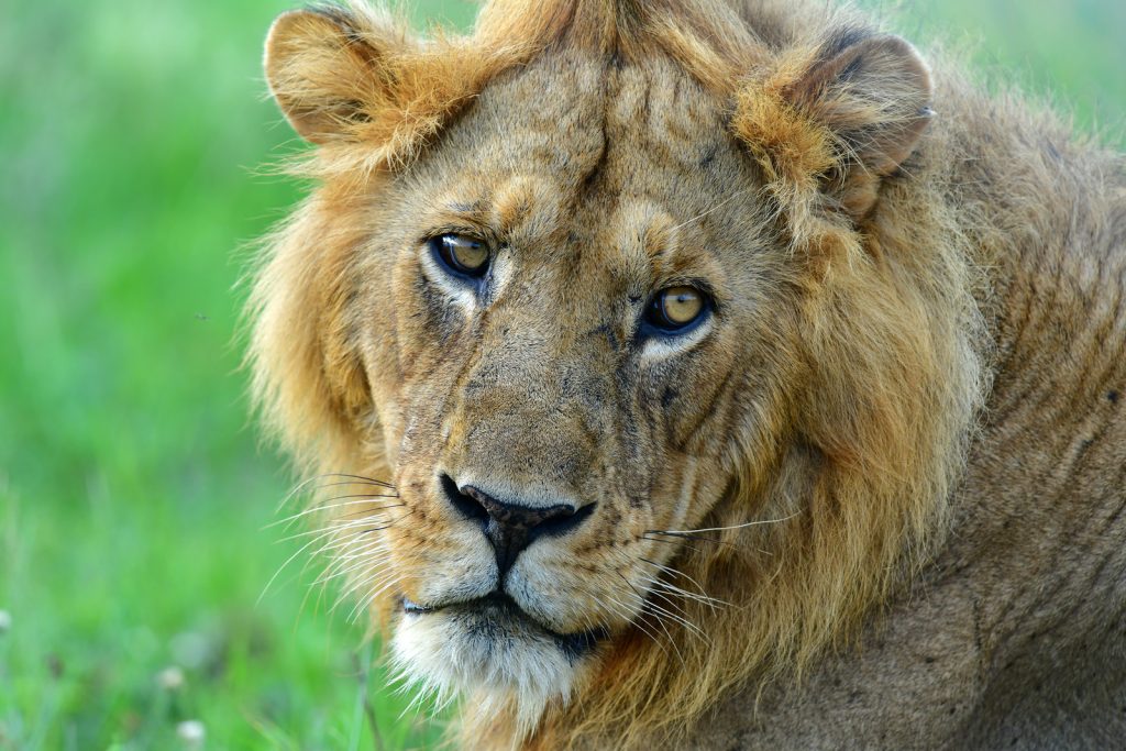 9-Day Uganda Gorilla Trekking & Wildlife Safari