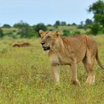2026: Safari Intelligence – Unveiling Uganda’s Ultimate Wilderness Tapestry